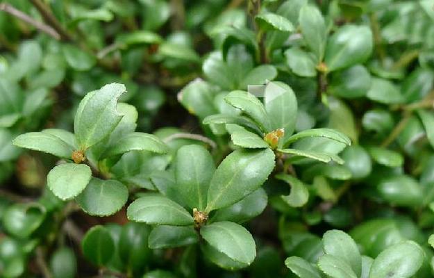 常绿植物有哪些？如何选择适合家庭的常绿植物？