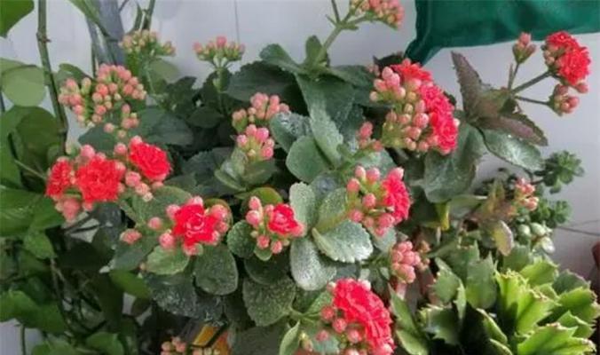常年开花的花卉有哪些？如何选择适合自己的花卉？