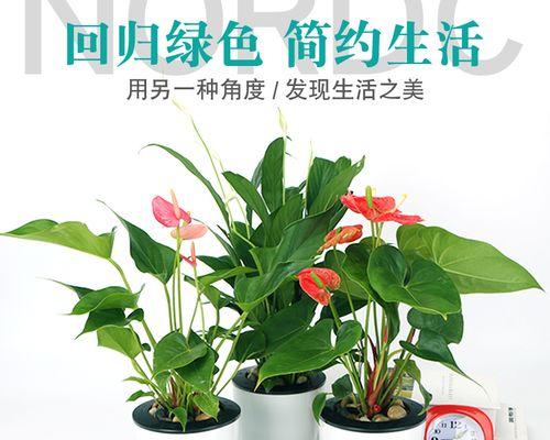 常年开花的室内花卉有哪些推荐？如何照料以保持花期？