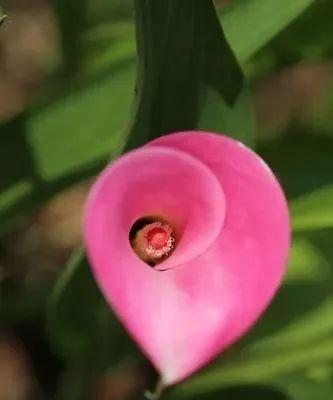粉色马蹄莲花语代表什么含义？