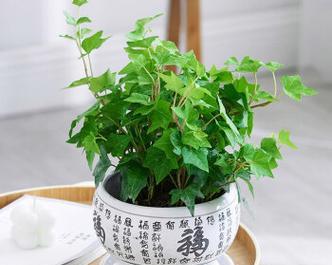 常青藤浇水频率是多少？春夏秋冬如何调整？