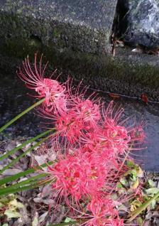粉色曼珠沙华的花语有哪些含义？