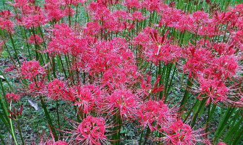 粉色曼珠沙华的花语有哪些含义？