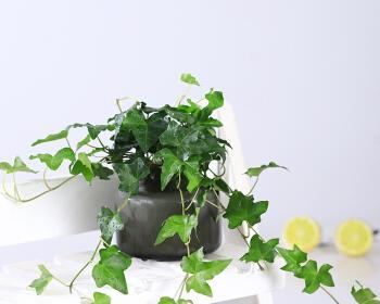 常青藤水养方法是什么？水养常青藤需要注意什么？
