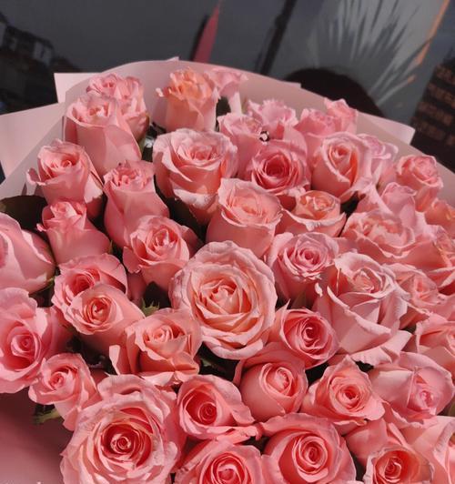 粉色玫瑰代表什么？粉色玫瑰的花语有哪些常见问题？