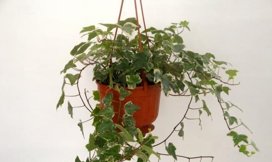 常青藤是什么植物？常青藤的种类和特点有哪些？