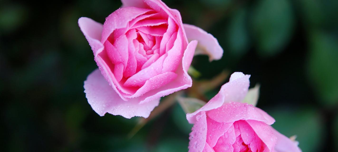 粉色玫瑰花代表什么含义？粉色玫瑰花的花语有哪些？