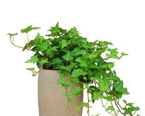 常青藤是什么植物？常青藤的种类和特点有哪些？