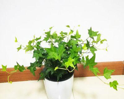 常青藤喜水吗？它属于喜水植物吗？