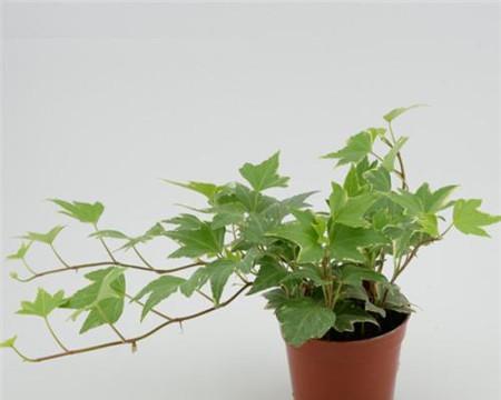 常青藤喜阴还是喜阳光？如何正确养护常青藤？