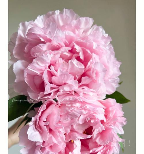 粉色牡丹花代表什么？粉色牡丹花的象征意义是什么？