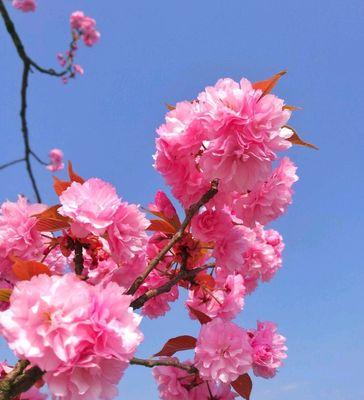 粉色樱花代表什么意思？粉色樱花的花语有哪些含义？