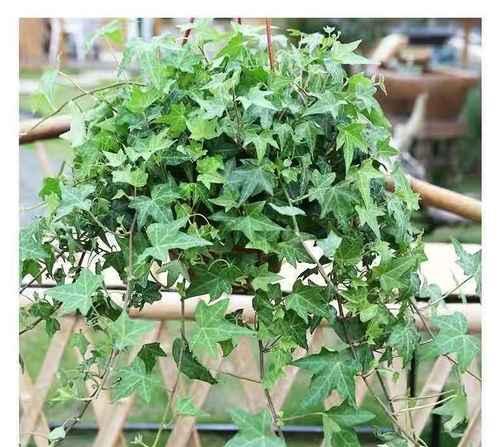 常青藤种植时选择大盆还是小盆好？如何决定？