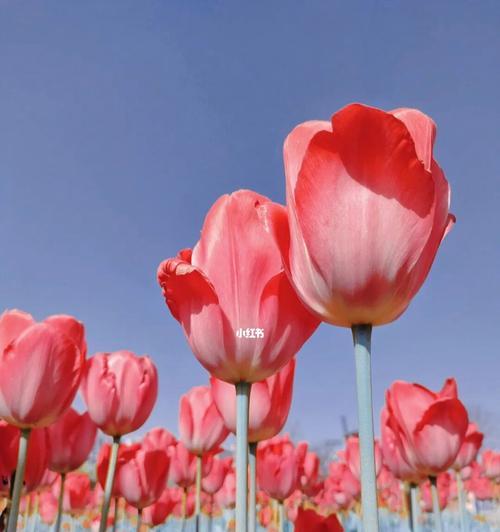 粉色郁金香代表什么？粉色郁金香花语有哪些含义？