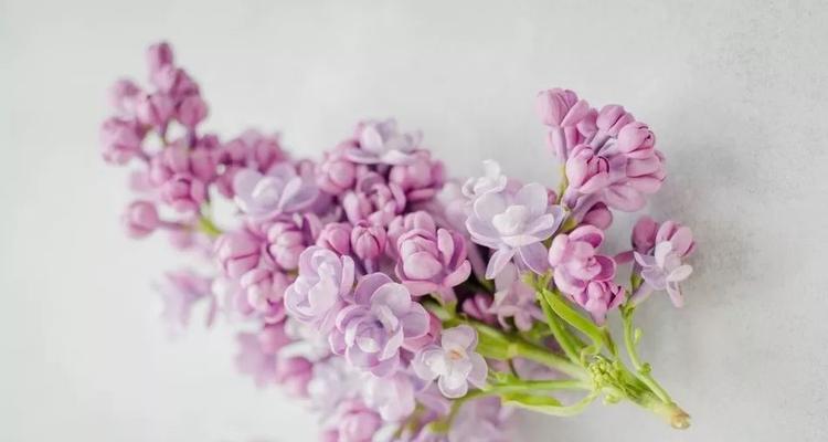 粉色紫罗兰的花语是什么？粉色紫罗兰代表了哪些情感？