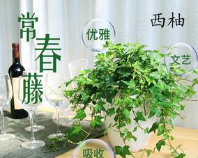 常青藤怎么养殖方法？有哪些注意事项？