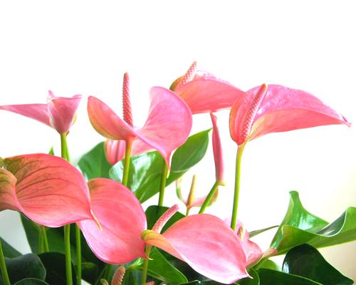 粉掌的代表意思是什么？粉掌花语有哪些含义？