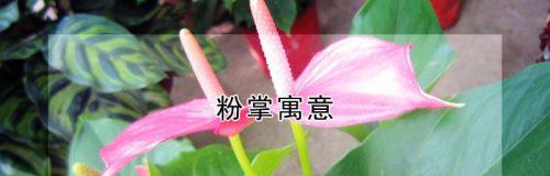 粉掌的代表意思是什么？粉掌花语有哪些含义？
