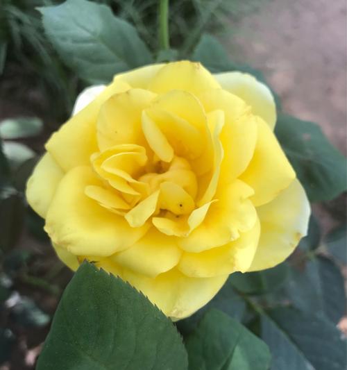 丰花月季花语有哪些含义？
