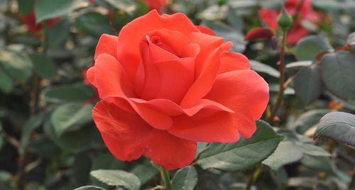 丰花月季花语有哪些含义？