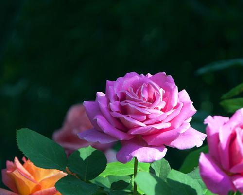 丰花月季花语有哪些含义？