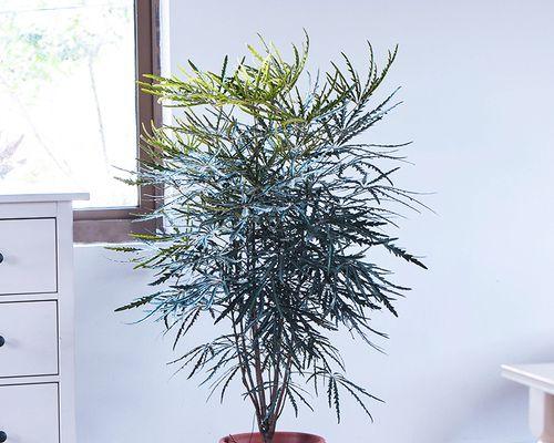 常青植物有哪些？如何选择适合自己的常青植物？