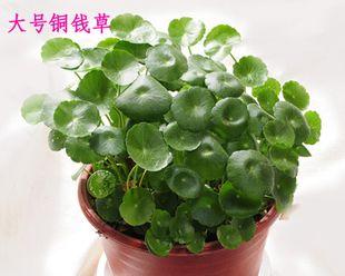 常青植物有哪些？如何选择适合自己的常青植物？