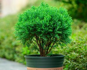 常青植物有哪些？如何选择适合自己的常青植物？