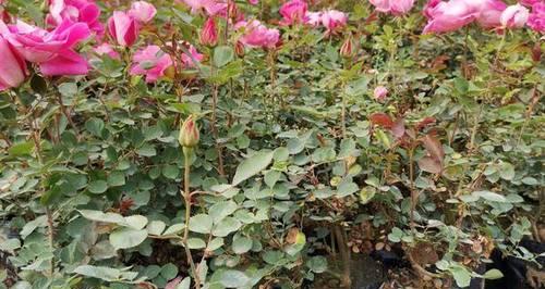 丰花月季代表什么意思？丰花月季的花语有哪些？