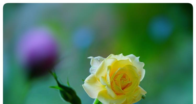 丰花月季代表什么意思？丰花月季的花语有哪些？