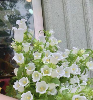 风铃草的花语有哪些含义？