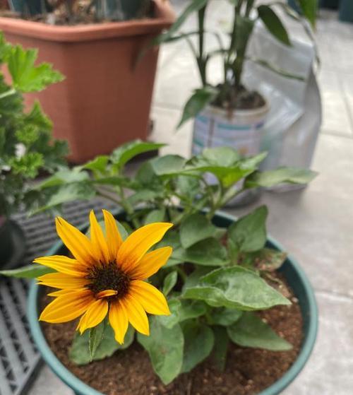 超级向日葵是多年生植物吗？种植和养护需要注意什么？