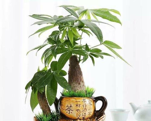超市摆放哪些植物能招财好运且易于养护？