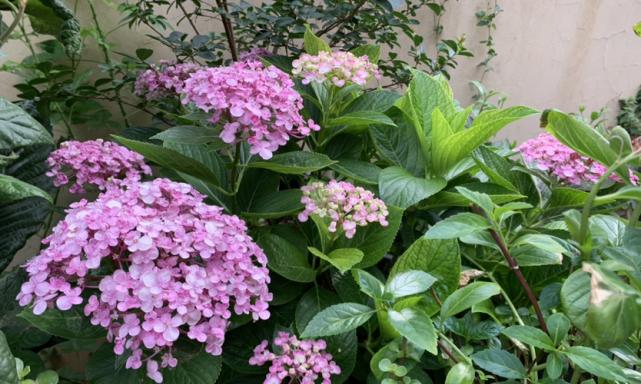 朝北露台适合养什么花？有哪些花卉推荐？