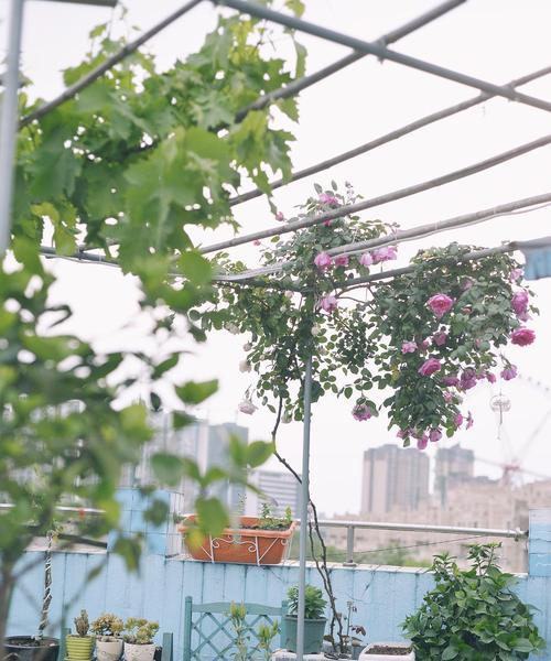 朝北露台适合养什么花？有哪些花卉推荐？