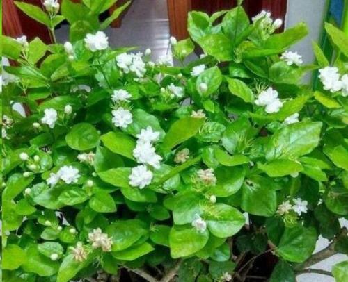 朝南阳台适合养什么花？有哪些花卉推荐？