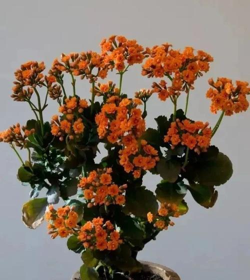 朝南阳台适合养什么花？有哪些花卉推荐？