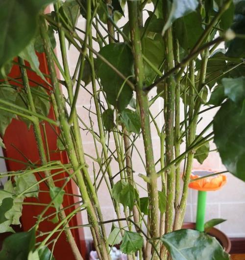 朝南阳台适合养什么花或植物？有哪些推荐？