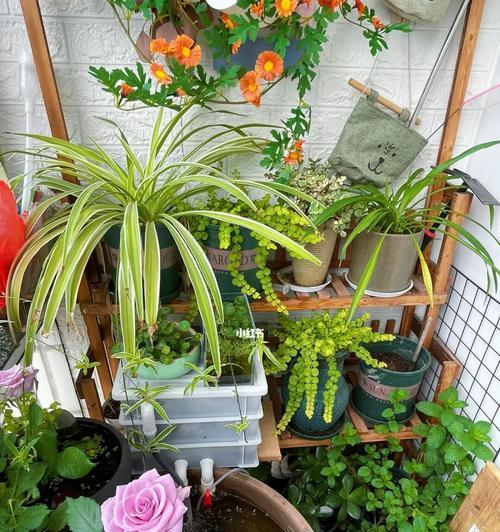 朝南阳台适合养什么花或植物？有哪些推荐？