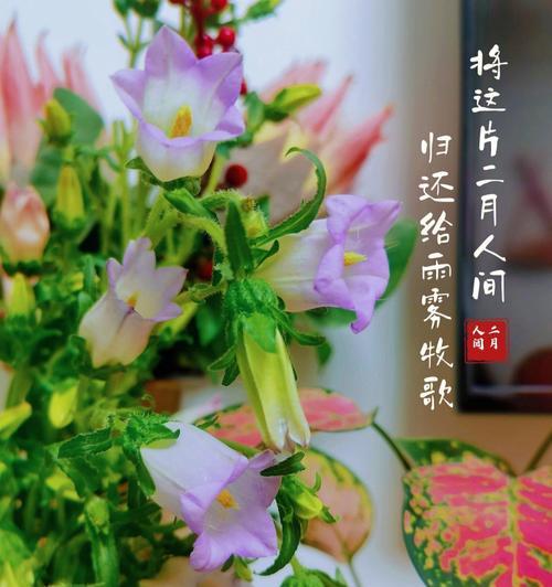 风铃的花语是什么？如何用风铃表达爱意？