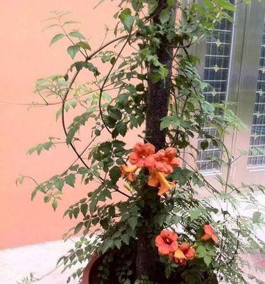 朝南阳台适合养什么花或植物？有哪些推荐？