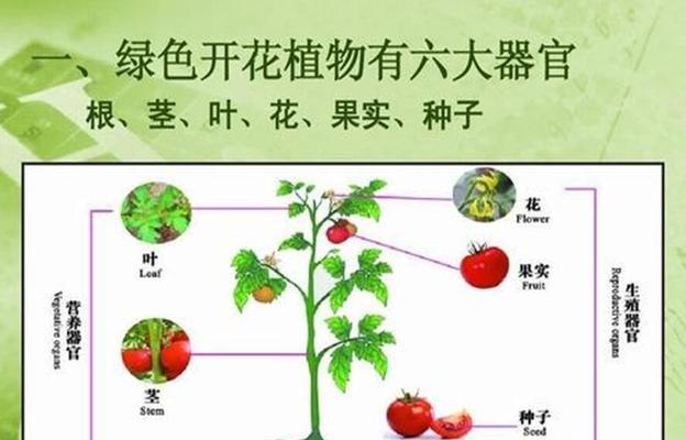 朝天椒打顶的最佳时间是什么时候？具体步骤有哪些？