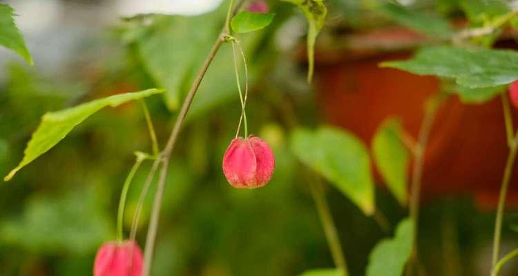 风铃花的花语有哪些含义？