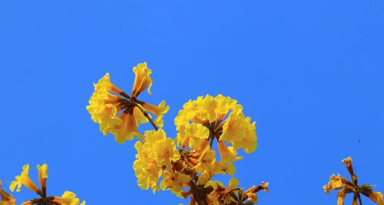 风铃花代表什么？如何正确理解风铃花的寓意？