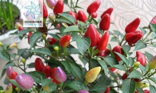 朝天椒开花结果需要多长时间？如何促进其快速结果？