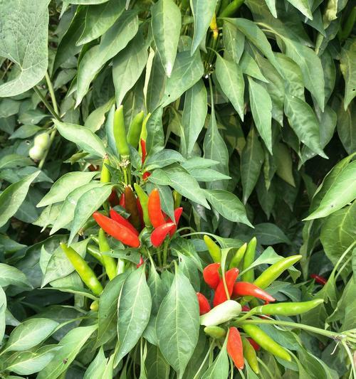 朝天椒开花结果需要多长时间？如何促进其快速结果？
