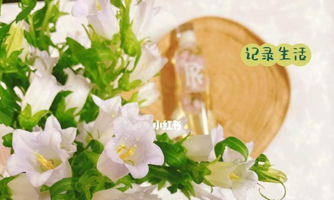 风铃花的花语是什么？关于风铃花的传说有哪些？