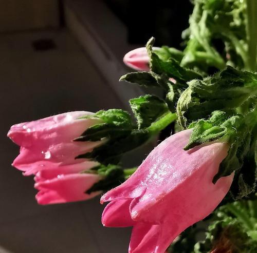 风铃花的花语是什么？关于风铃花的传说有哪些？