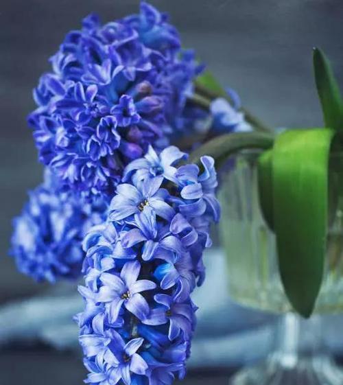 风信子的花语是什么？如何正确解读风信子的含义？