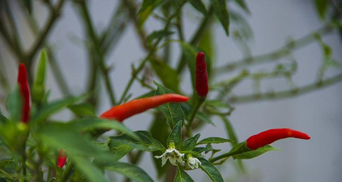 朝天椒几月份开花结果？如何确保高产？